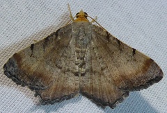 Macaria adonis