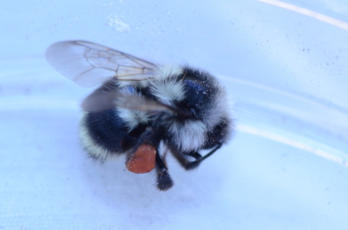 Bombus vancouverensis image