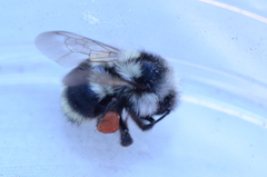 Bombus vancouverensis nearcticus image