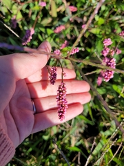Persicaria extremiorientalis
