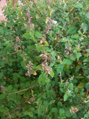 Aloysia macrostachya