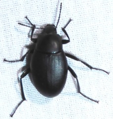 Eleodes fusiformis