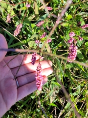 Persicaria extremiorientalis