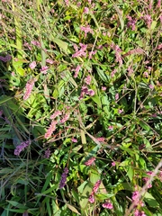 Persicaria extremiorientalis