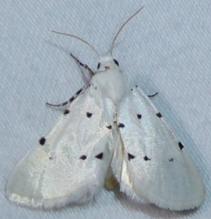 Grotella septempunctata