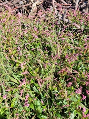 Persicaria extremiorientalis