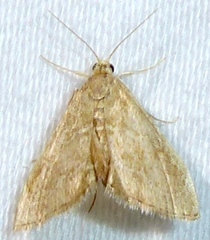 Glaphyria sesquistrialis