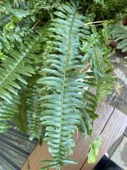 Nephrolepis exaltata