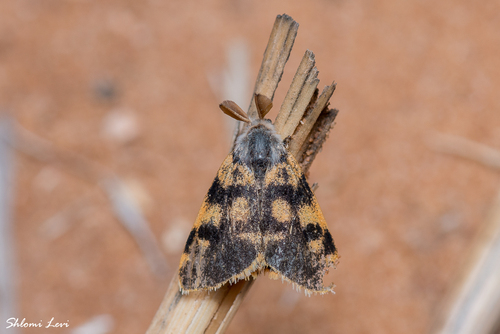 Orgyia dubia