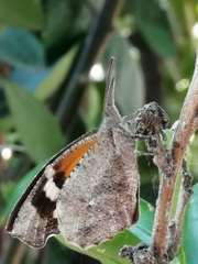 Libytheana carinenta mexicana