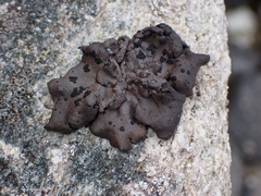 Umbilicaria