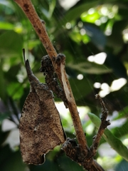 Libytheana carinenta mexicana