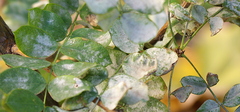 Erysiphe palczewskii