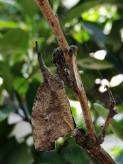 Libytheana carinenta mexicana