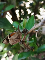 Libytheana carinenta mexicana