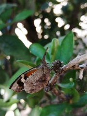 Libytheana carinenta mexicana