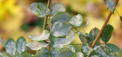 Erysiphe palczewskii