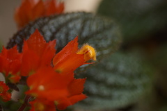 Chrysothemis pulchella