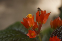 Chrysothemis pulchella