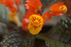 Chrysothemis pulchella