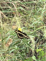 Heraclides cresphontes