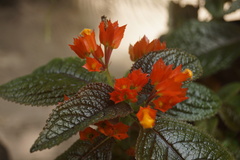 Chrysothemis pulchella