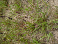 Echinochloa crus-galli
