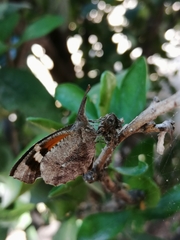 Libytheana carinenta mexicana