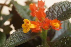 Chrysothemis pulchella