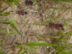 Echinochloa crus-galli