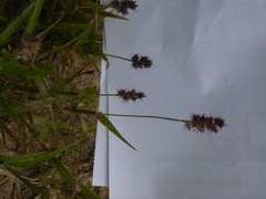 Echinochloa crus-galli