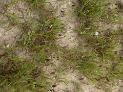 Echinochloa crus-galli