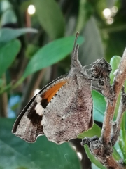 Libytheana carinenta mexicana