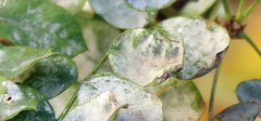 Erysiphe palczewskii