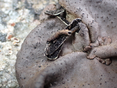Umbilicaria