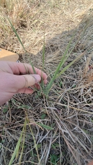 Elymus smithii