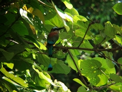 Eumomota superciliosa