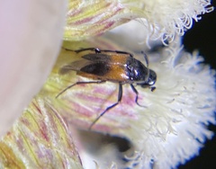 Macrosiagon flavipennis