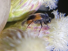 Macrosiagon flavipennis