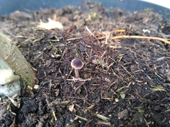 Basidiomycota