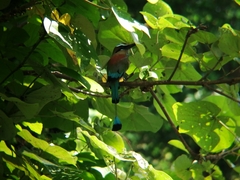 Eumomota superciliosa