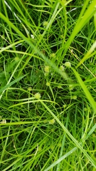 Cyperus brevifolius