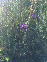 Lathyrus magellanicus