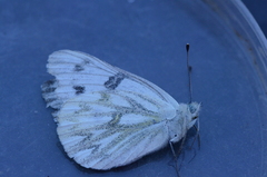 Pontia sisymbrii