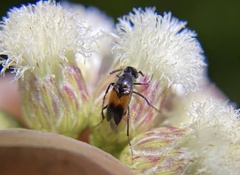 Macrosiagon flavipennis