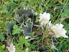 Peltigera rufescens