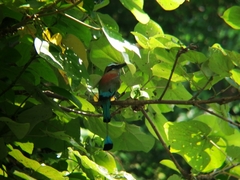 Eumomota superciliosa