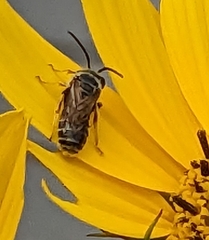 Halictus ligatus