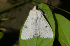 Acronicta leporina