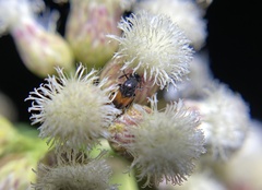 Macrosiagon flavipennis